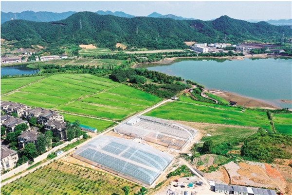 紹興文明網聚焦“集鮮果” 小水果撬動大文明，共富路上果香濃